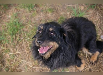 GAUDI - ich möchte so gerne ein richtiger Familienhund sein!