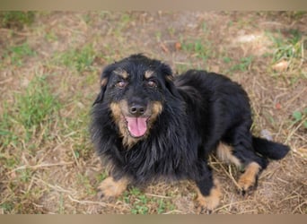 GAUDI - ich möchte so gerne ein richtiger Familienhund sein!