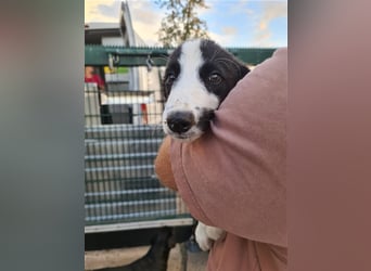 Kleiner Flecki sucht Familie