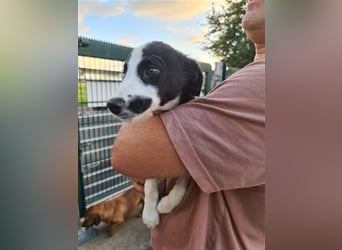 Kleiner Flecki sucht Familie