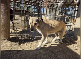 ♥PEPPI♥ neu auf Pflegestelle in Köln - süße, zarte, noch unsichere kleine Maus 37 cm