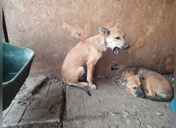 ♥LUNA♥ zuckersüße, zarte, verschmuste Welpin, die es im Winter schwer haben wird 36 cm (wachsend)