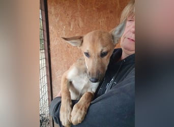 ♥LUNA♥ zuckersüße, zarte, verschmuste Welpin, die es im Winter schwer haben wird 36 cm (wachsend)