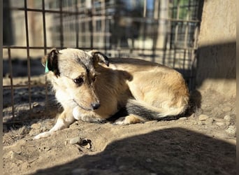 ♥PEPPI♥ süße, zarte kleine Maus, die Menschen gegenüber noch unsicher ist 30 cm