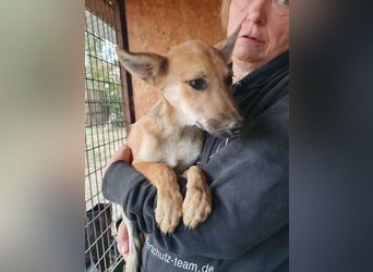 ♥LUNA♥ zuckersüße, zarte, verschmuste Welpin, die es im Winter schwer haben wird 36 cm (wachsend)