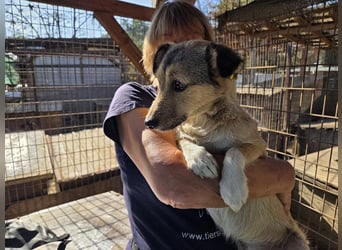 ♥PEPPI♥ neu auf Pflegestelle in Köln - süße, zarte, noch unsichere kleine Maus 37 cm