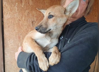 ♥LUNA♥ zuckersüße, zarte, verschmuste Welpin, die es im Winter schwer haben wird 36 cm (wachsend)