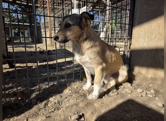 ♥PEPPI♥ neu auf Pflegestelle in Köln - süße, zarte, noch unsichere kleine Maus 37 cm