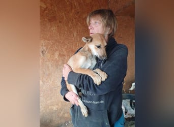 ♥LUNA♥ zuckersüße, zarte, verschmuste Welpin, die es im Winter schwer haben wird 36 cm (wachsend)