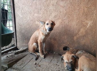 ♥LUNA♥ zuckersüße, zarte, verschmuste Welpin, die es im Winter schwer haben wird 36 cm (wachsend)