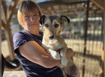 ♥PEPPI♥ neu auf Pflegestelle in Köln - süße, zarte, noch unsichere kleine Maus 37 cm