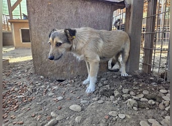 ♥PEPPI♥ süße, zarte kleine Maus, die Menschen gegenüber noch unsicher ist 30 cm