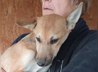 ♥LUNA♥ zuckersüße, zarte, verschmuste Welpin, die es im Winter schwer haben wird 36 cm (wachsend)