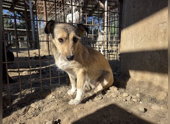 ♥PEPPI♥ neu auf Pflegestelle in Köln - süße, zarte, noch unsichere kleine Maus 37 cm