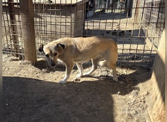 ♥PEPPI♥ neu auf Pflegestelle in Köln - süße, zarte, noch unsichere kleine Maus 37 cm