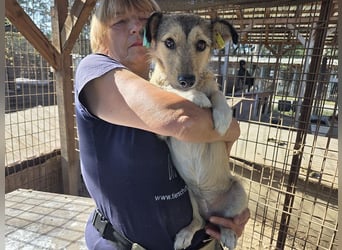 ♥PEPPI♥ süße, zarte kleine Maus, die Menschen gegenüber noch unsicher ist 30 cm