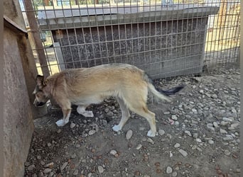 ♥PEPPI♥ süße, zarte kleine Maus, die Menschen gegenüber noch unsicher ist 30 cm