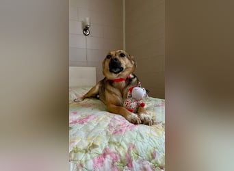 Masha ❤️ Sonnenschein auf vier Pfoten sucht liebevolles Zuhause