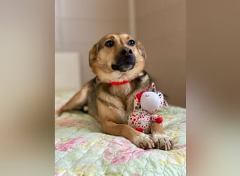 Masha ❤️ Sonnenschein auf vier Pfoten sucht liebevolles Zuhause