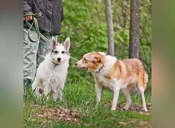 Tobby ❤️ kleiner Kämpfer mit großem Herz