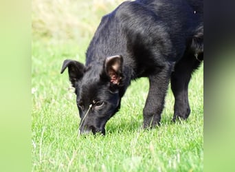 Aufgeschlossener ECHO sucht sein Zuhause ❤️