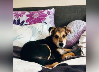 Welpe Hogan sucht sein Zuhause ❤️