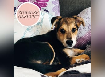 Welpe Hogan sucht sein Zuhause ❤️