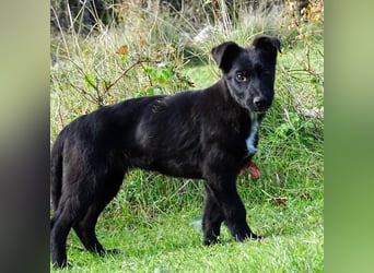 Aufgeschlossener ECHO sucht sein Zuhause ❤️