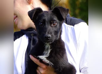 Aufgeschlossener ECHO sucht sein Zuhause ❤️