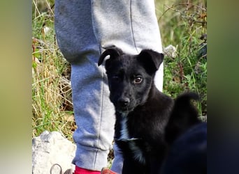 Aufgeschlossener ECHO sucht sein Zuhause ❤️