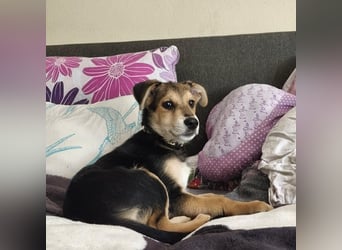 Welpe Hogan sucht sein Zuhause ❤️