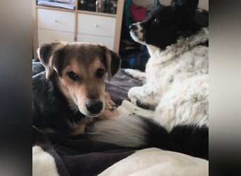 Welpe Hogan sucht sein Zuhause ❤️