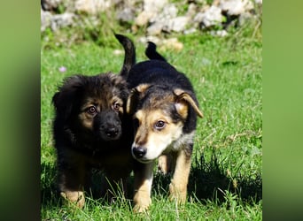 Welpe Hogan sucht sein Zuhause ❤️