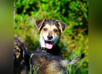 Welpe Hogan sucht sein Zuhause ❤️