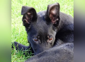 Aufgeschlossener ECHO sucht sein Zuhause ❤️