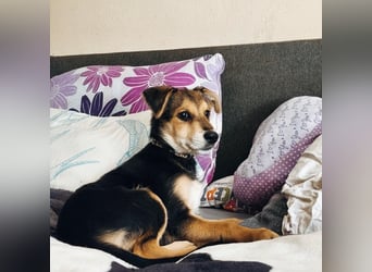 Welpe Hogan sucht sein Zuhause ❤️