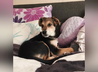 Welpe Hogan sucht sein Zuhause ❤️