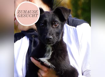 Aufgeschlossener ECHO sucht sein Zuhause ❤️