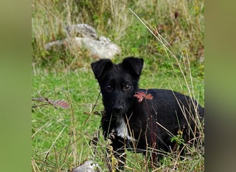 Aufgeschlossener ECHO sucht sein Zuhause ❤️