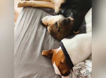 Welpe Hogan sucht sein Zuhause ❤️