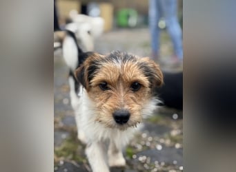 Junger Socke sucht sein Für-Immer-Zuhause