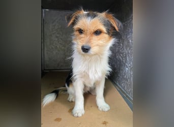 Junger Socke sucht sein Für-Immer-Zuhause