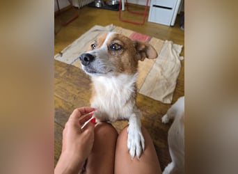 HEIDI - verschmuste, liebe Hündin sucht ihre Begleiter