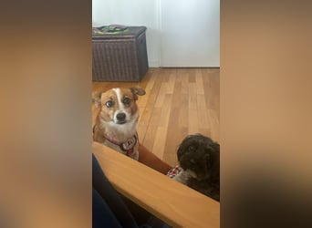 HEIDI - verschmuste, liebe Hündin sucht ihre Begleiter