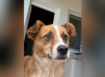 HEIDI - verschmuste, liebe Hündin sucht ihre Begleiter