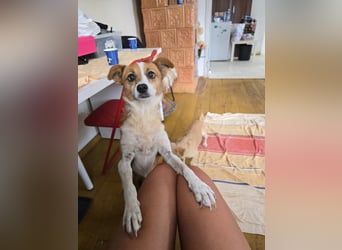 HEIDI - verschmuste, liebe Hündin sucht ihre Begleiter