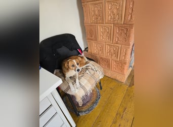 HEIDI - verschmuste, liebe Hündin sucht ihre Begleiter