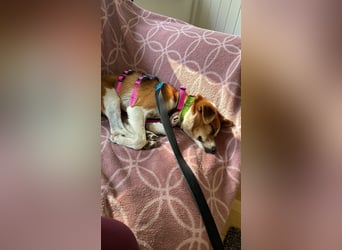 HEIDI - verschmuste, liebe Hündin sucht ihre Begleiter