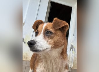 HEIDI - verschmuste, liebe Hündin sucht ihre Begleiter