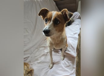 HEIDI - verschmuste, liebe Hündin sucht ihre Begleiter